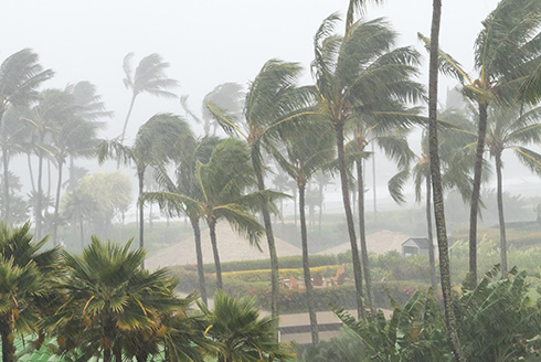 Trees blow in the wind during a hurricane