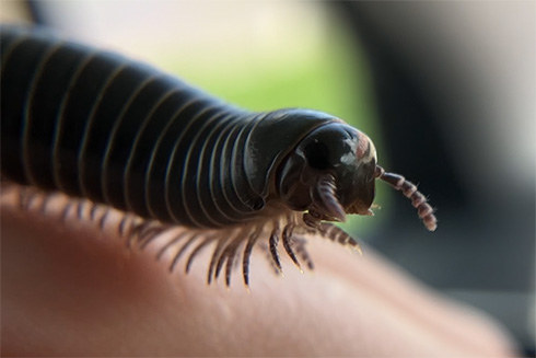 millipede close-up shot