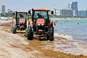 Miami-Dade spends nearly $4 million to rake sargassum off its beaches and take it to the landfill as seen at South Pointe Park Pier. Photograph by Al Diaz adiaz@miamiherald.com  Read more at: https://www.miamiherald.com/news/local/environment/climate-change/article315713213.html#storylink=cpy